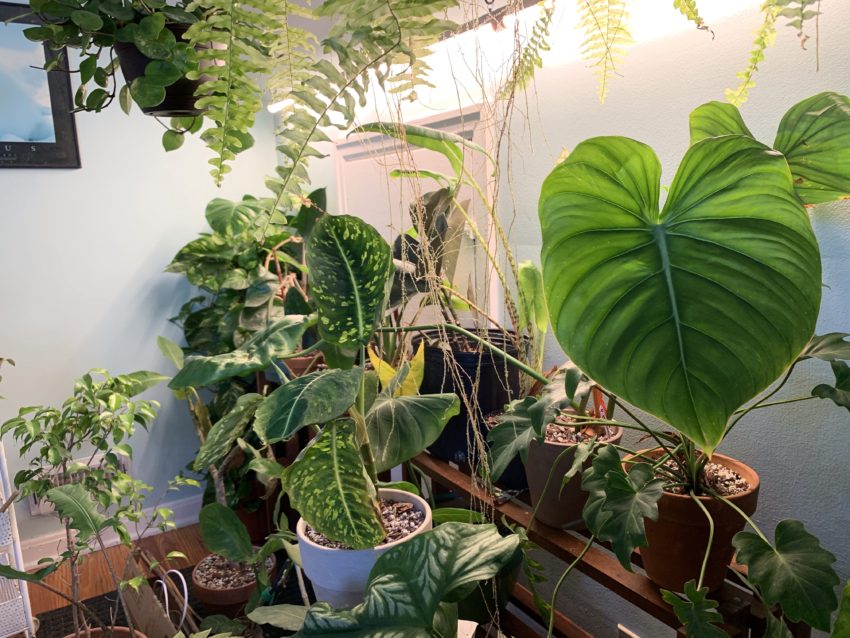 How I overwinter my houseplants in cold Ohio - The Plant Utopia