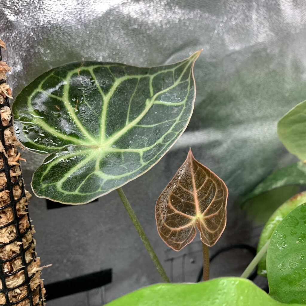 Anthurium Clarinervium in leca in grow tent