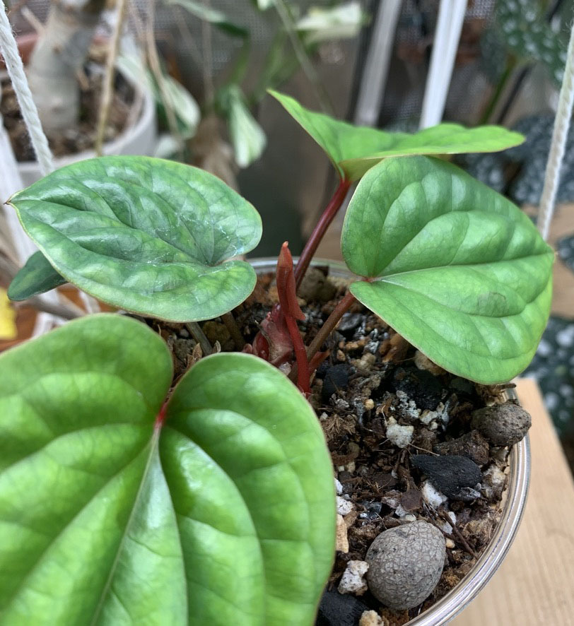 close up of anthurium x dressler growth point and leaves.