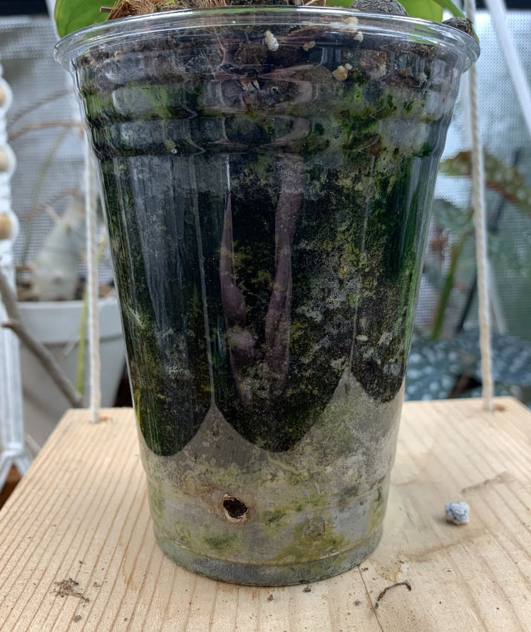 plastic cup being used as pot for anthurium dressler/radicans with leca in bottom