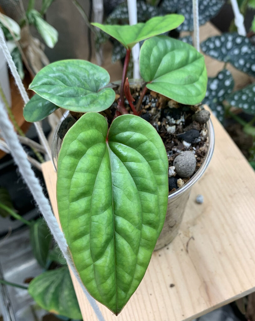 Full view of Anthurium Dressler plant in leca soil mix.