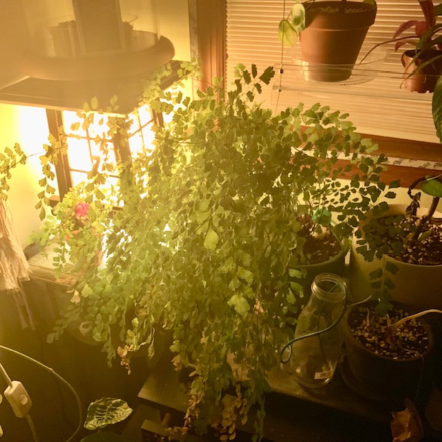 Maidenhair fern growing at night in a north window