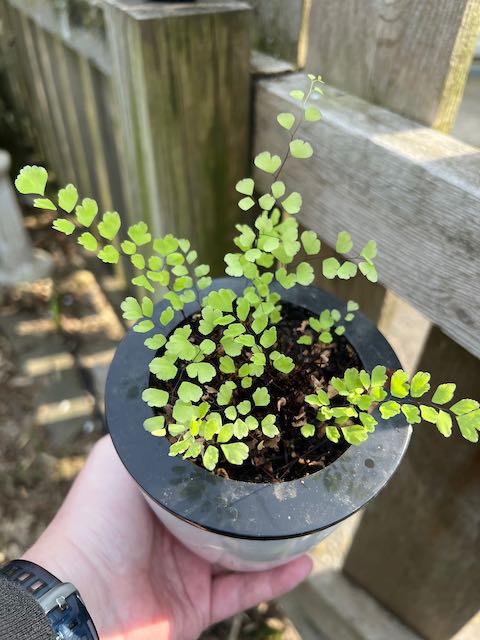 smaller maidenhair fern in self-watering pot growing back from neglect