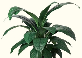 10 Best Air Purifying Plants That Are Easy To Care  For