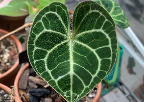 Growing Anthurium Clarinervium