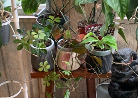 End of the summer/beginning of fall sunroom plant tour 2019