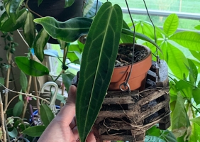 COVID-19 and Caring for my Anthurium Warocqueanum