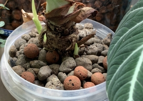 Growing Alocasias in Leca