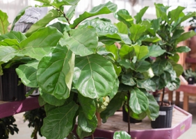 Guest post from Claire Akin at The Fiddle Leaf Fig Plant Resource Center
