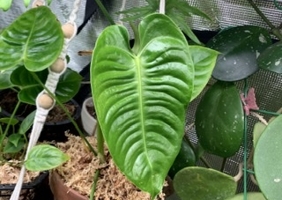 How to Grow Anthurium Veitchii