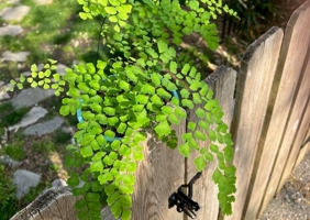 How to Grow Maidenhair Fern and Keep it alive