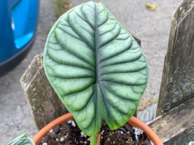 The story of my Alocasia Baginda ‘Silver Dragon’