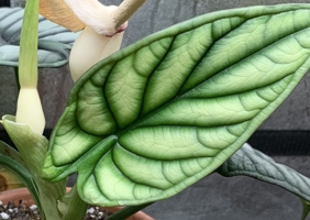Just some ramblings of frustration and updates on a couple of my favorite plants – Alocasia Baginda Silver Dragon and Anthurium Crystallinum x Magnificum