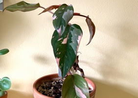 The hype over Philodendron Pink Princess and how I care for this plant