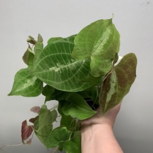 Variegated Yam in May of 2021
