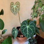 Anthurium Clarinervium