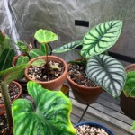 Silver Dragon + Philodendron