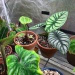 Silver Dragon + Philodendron
