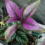 Strobilanthes Dyeriana