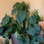 monstera + philodendron