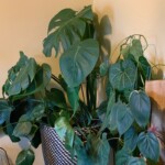 monstera + philodendron