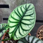 Alocasia Silver Dragon