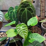 Anthurium