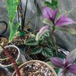 Strobilanthes Dyeriana