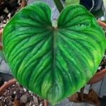 philodendron mcdowell