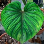 philodendron mcdowell